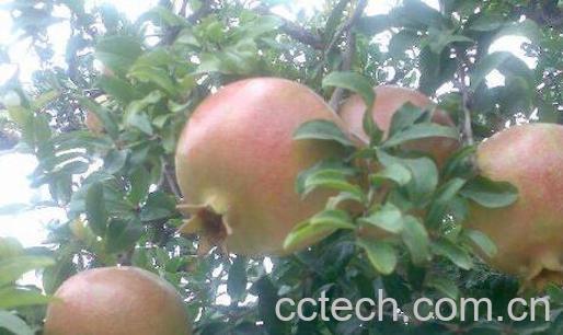 白石榴树和红石榴树的区别 白石榴的功效-0