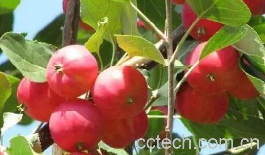 小沙果的功效与作用-0