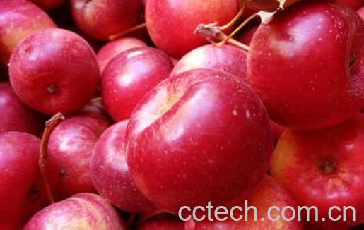 小沙果的功效与作用-1