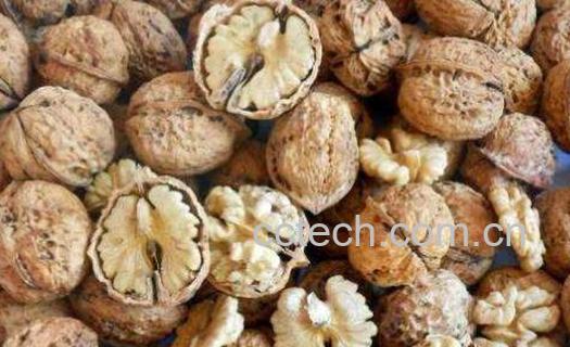 云南纸皮核桃的功效与作用-1