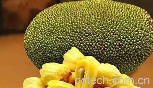 菠萝蜜最快的催熟办法-0