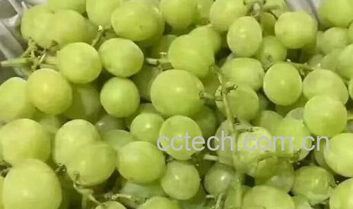 绿提子皮的功效与作用-0