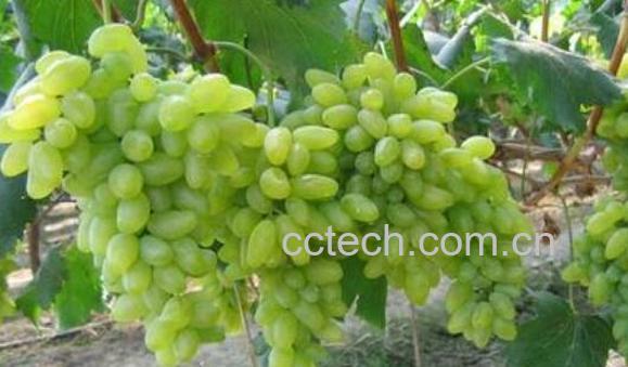 绿提子皮的功效与作用-1