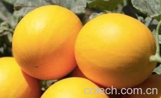 黄河蜜瓜的营养价值和功效-1