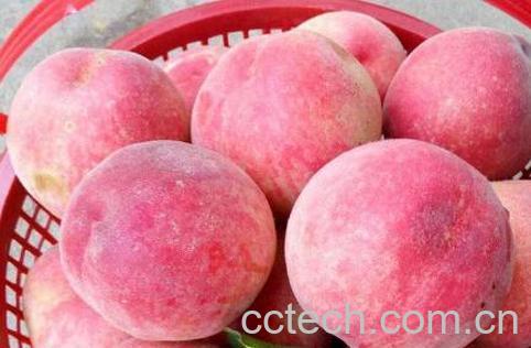水蜜桃和毛桃有什么区别-1