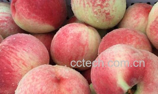 水蜜桃和毛桃有什么区别-0