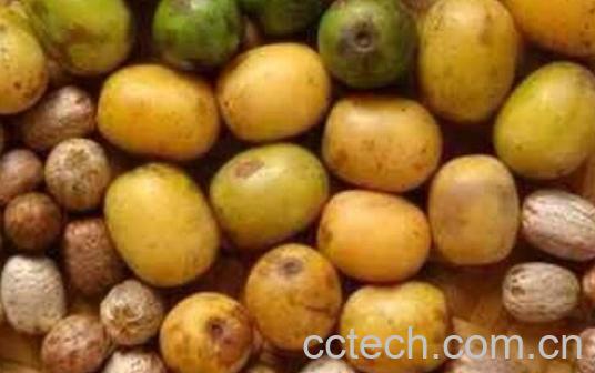 南酸枣的功效与作用有哪些-0