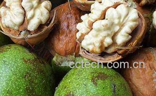 野核桃皮的功效与作用及禁忌-0