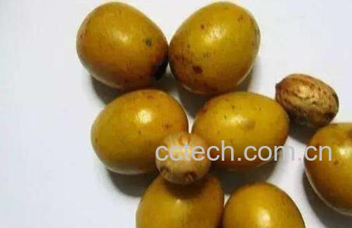 南酸枣的功效与作用有哪些-1