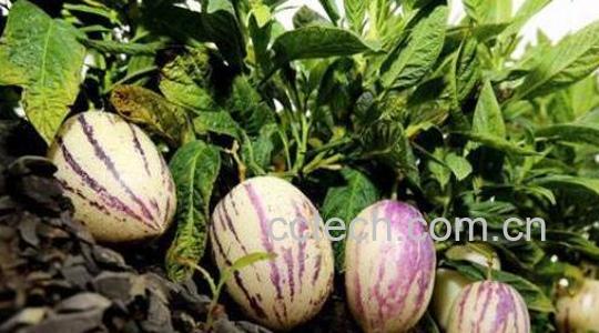 香瓜茄的功效与作用-0