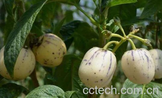 香瓜茄的功效与作用-1