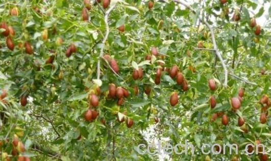 什么叫枣头 什么是枣股和枣吊-0