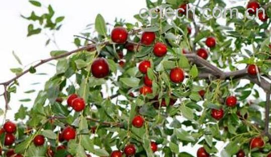 什么叫枣头 什么是枣股和枣吊-1