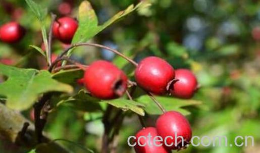 野瑰果的功效与作用-0