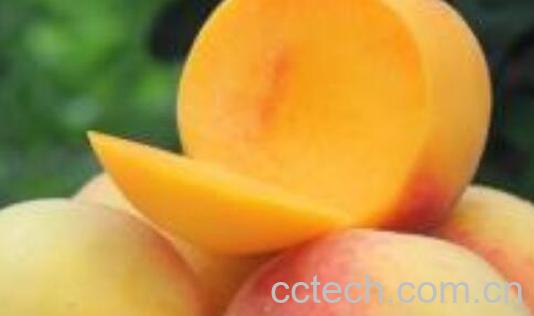 黄金蜜桃和锦绣黄桃的区别 吃桃子的好处-1