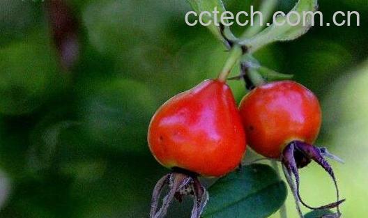 野瑰果的功效与作用-1