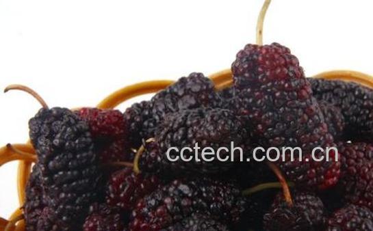 桑葚片的作用与功效-0