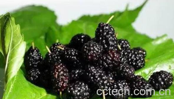 桑葚片的作用与功效-1