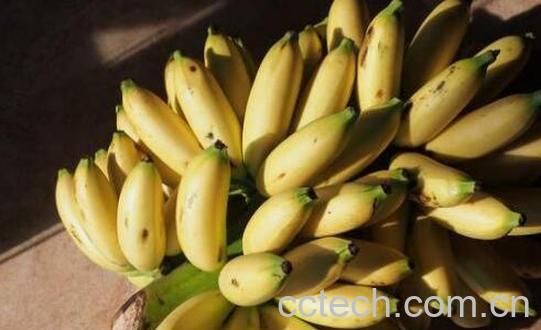 皇帝蕉和小米香蕉的区别 小米蕉的营养价值-0