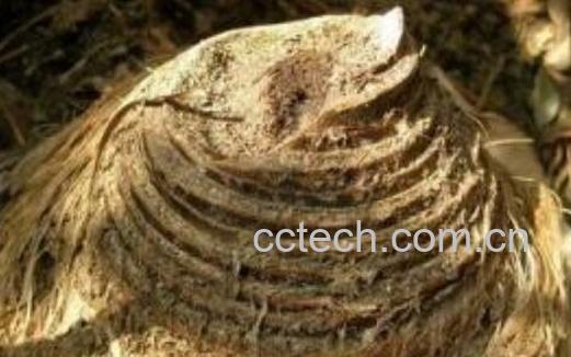 芭蕉根的功效与作用及禁忌-0