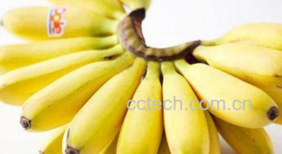 皇帝蕉和小米香蕉的区别 小米蕉的营养价值-1