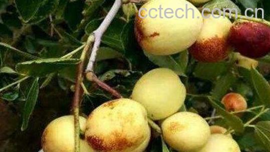 什么是梨枣 梨枣的特点和功效-0