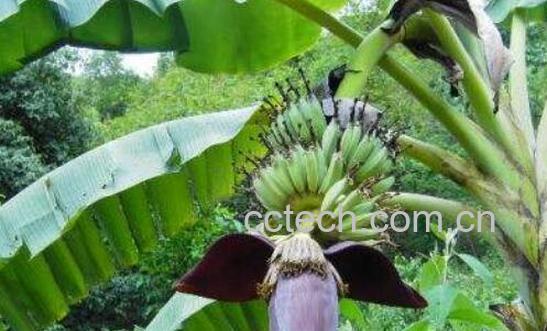 芭蕉根的功效与作用及禁忌-1