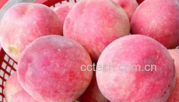 吃熟桃子的功效与作用-1