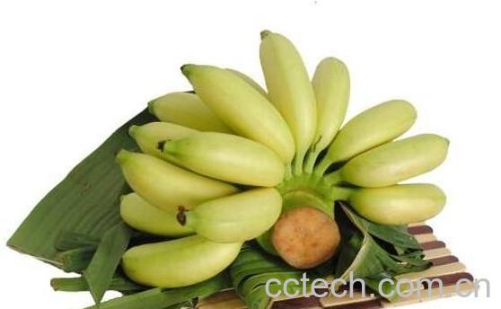 皇帝蕉和香蕉的区别 吃皇帝蕉的好处-0