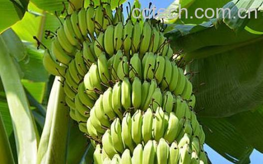 青香蕉怎么快速熟 青香蕉催熟最快方法-1