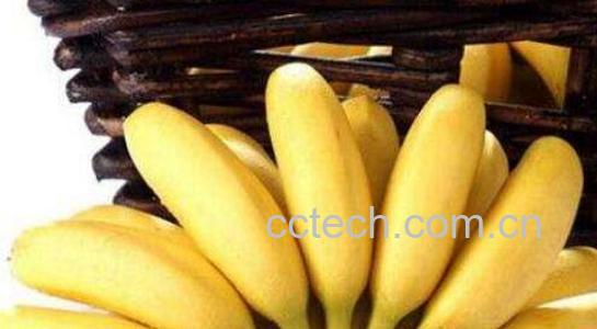 皇帝蕉和香蕉的区别 吃皇帝蕉的好处-1