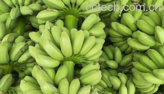 为什么香蕉放烂了都没熟 香蕉怎么挑选-1