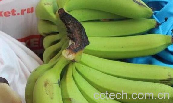 为什么香蕉放烂了都没熟 香蕉怎么挑选-0