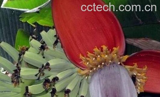 野芭蕉的功效与作用-0