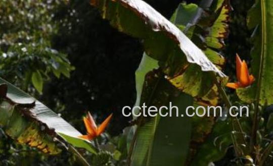 野芭蕉的功效与作用-1