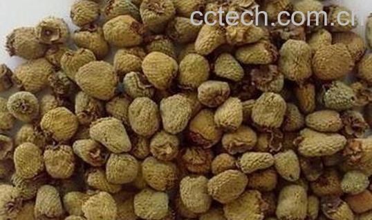 树莓干泡水的功效与作用-1