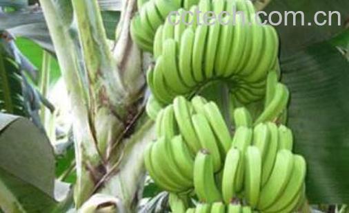 牛角蕉的功效与作用 牛角蕉怎么吃好-1