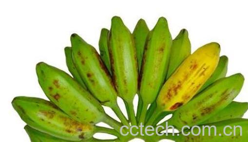 牛角蕉的功效与作用 牛角蕉怎么吃好-0