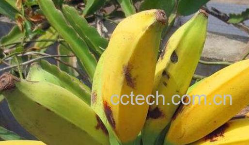 牛角蕉和香蕉区别 牛角蕉怎么吃好-0
