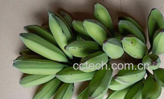 牛角蕉和香蕉区别 牛角蕉怎么吃好-1