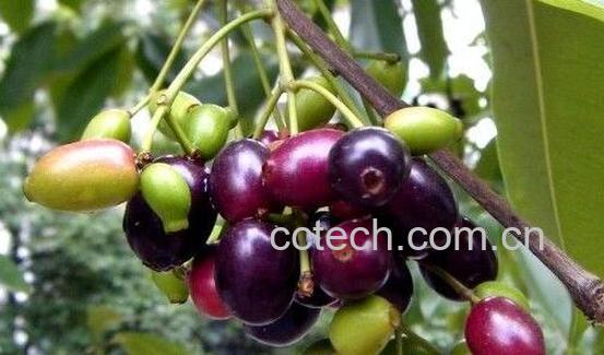 海南蒲桃的功效与作用 海南蒲桃怎么吃-0