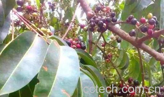 海南蒲桃的功效与作用 海南蒲桃怎么吃-1