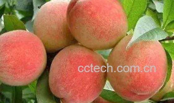 桃子有什么好处和坏处-1