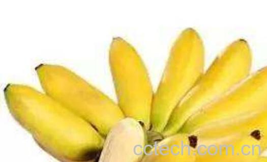 苹果蕉的功效与作用及禁忌 什么是苹果蕉-1