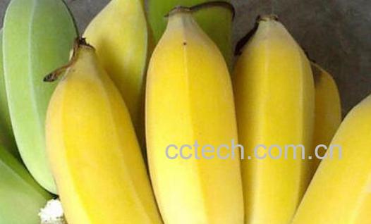 仙人蕉的功效与作用 仙人蕉怎么吃好-0