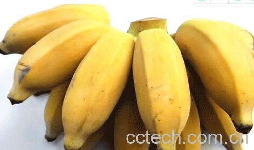 仙人蕉的功效与作用 仙人蕉怎么吃好-1