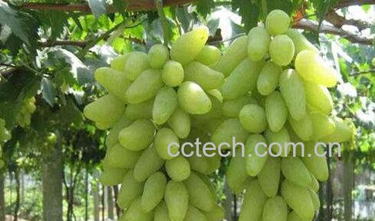 金手指葡萄的功效与作用 金手指葡萄的营养价值-0