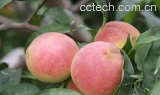 寒露蜜桃什么时候成熟 寒露蜜桃的特点-0