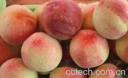 寒露蜜桃什么时候成熟 寒露蜜桃的特点-1