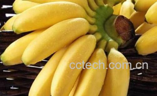 西贡蕉的功效与作用及禁忌-0